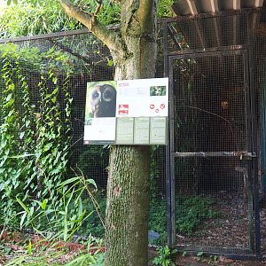 Eurasian tawny owl aviary, 2019-08-04