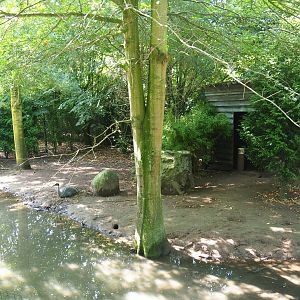 Australian Sarus crane exhibit, 2019-08-04