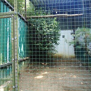 Siberian eagle owl aviary, 2019-08-04