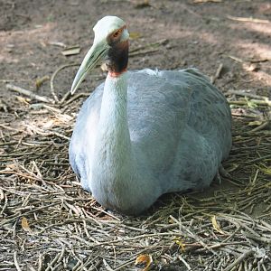 Australian Sarus crane (Antigone antigone gillae), 2019-08-04
