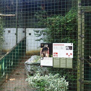Rufous-legged owl aviary, 2019-08-04