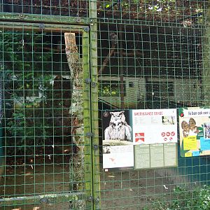 Great horned owl aviary, 2019-08-04