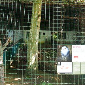 Snowy owl aviary, 2019-08-04