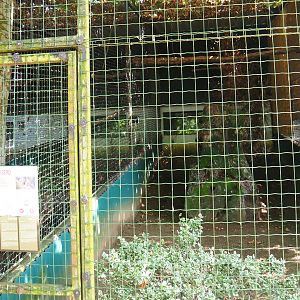 Harris's hawk aviary, 2019-08-04