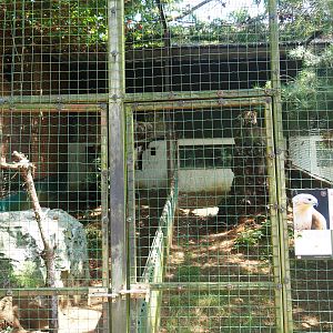 Long-legged buzzard aviary, 2019-08-04
