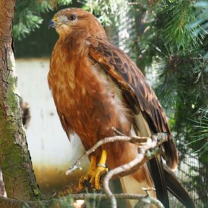 Long-legged buzzard (Buteo rufinus), 2019-08-04