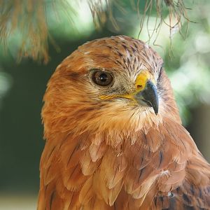 Long-legged buzzard (Buteo rufinus), 2019-08-04