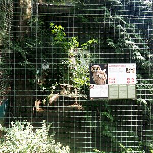 Brown wood owl aviary, 2019-08-04