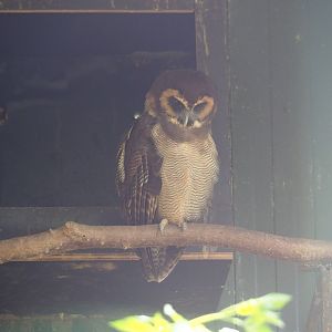Brown wood owl (Strix leptogrammica), 2019-08-04