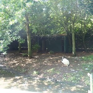 Red-crowned crane exhibit, 2019-08-04