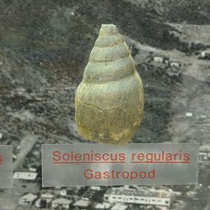 Soleniscus regularis