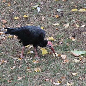 Southern bald ibis in the large Walk-through aviary