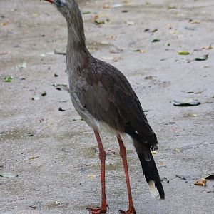 Red-legged seriema