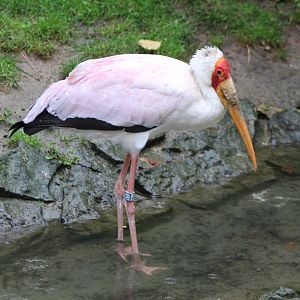 Yellow-billed stork
