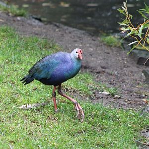 Grey-headed swamphen