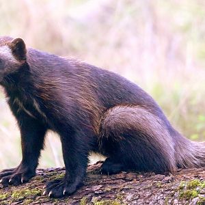 Young wolverine; Whipsnade; 2nd October 2019