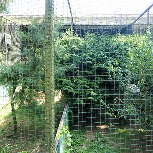 Crested caracara aviary, 2019-08-04
