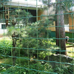 Steppe eagle aviary, 2019-08-04