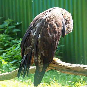 Preening Steppe eagle (Aquila nipalensis), 2019-08-04