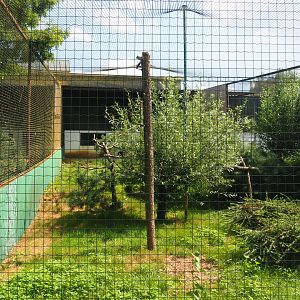 Common black kite exhibit, 2019-08-04
