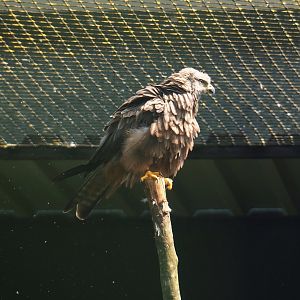 Common black kite (Milvus migrans migrans), 2019-08-04