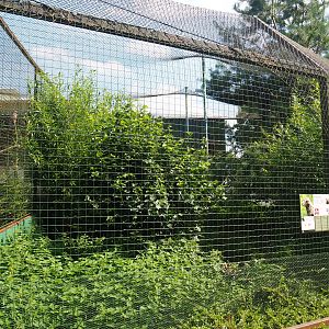 Golden eagle aviary, 2019-08-04