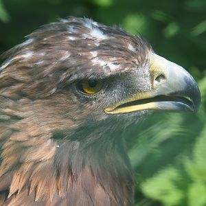 Golden eagle (Aquila chrysaetos), 2019-08-04