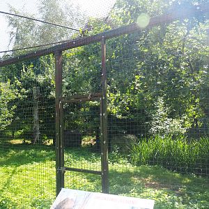 Bald eagle aviary, 2019-08-04