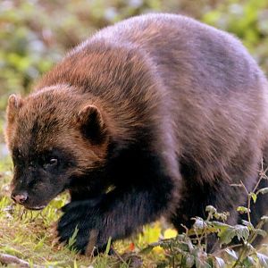 Wolverine; Whipsnade; 2nd October 2019