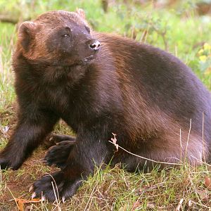 Wolverine; Whipsnade; 2nd October 2019