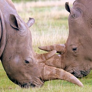 White rhinos; Whipsnade; 2nd October 2019