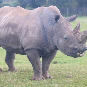 White rhinoceros; Whipsnade; 2nd October 2019