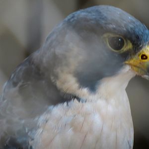 Peregrine Falcon Exhibit 1