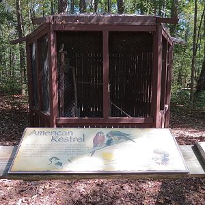 American Kestral Exhibit