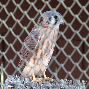 American Kestral Exhibit