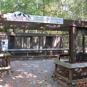 Family Corvidae Exhibits Entrance