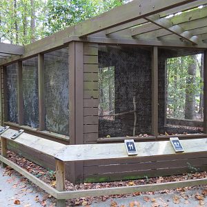 Black-billed Magpie Exhibit