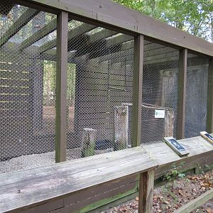 Common Raven Exhibit 1