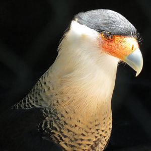 Crested Caracara Exhibit