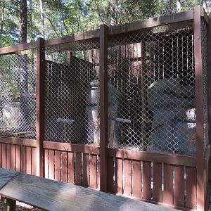 Saker Falcon Exhibit