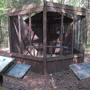 Spectacled Owl Exhibit