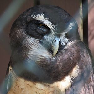 Spectacled Owl Exhibit