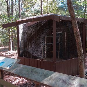 Common Kestral Exhibit