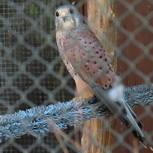 Common Kestral Exhibit
