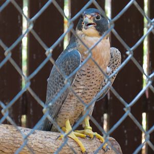 Peregrine Falcon Exhibit 2