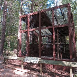 Harris' Hawk Exhibit