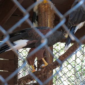 Harris' Hawk Exhibit