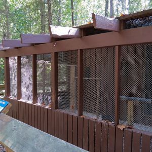 Eastern Screech Owl Exhibit
