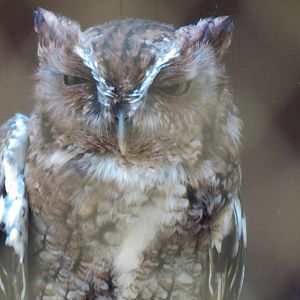 Eastern Screech Owl Exhibit