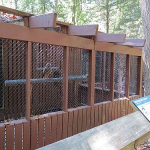 Swainson's Hawk Exhibit